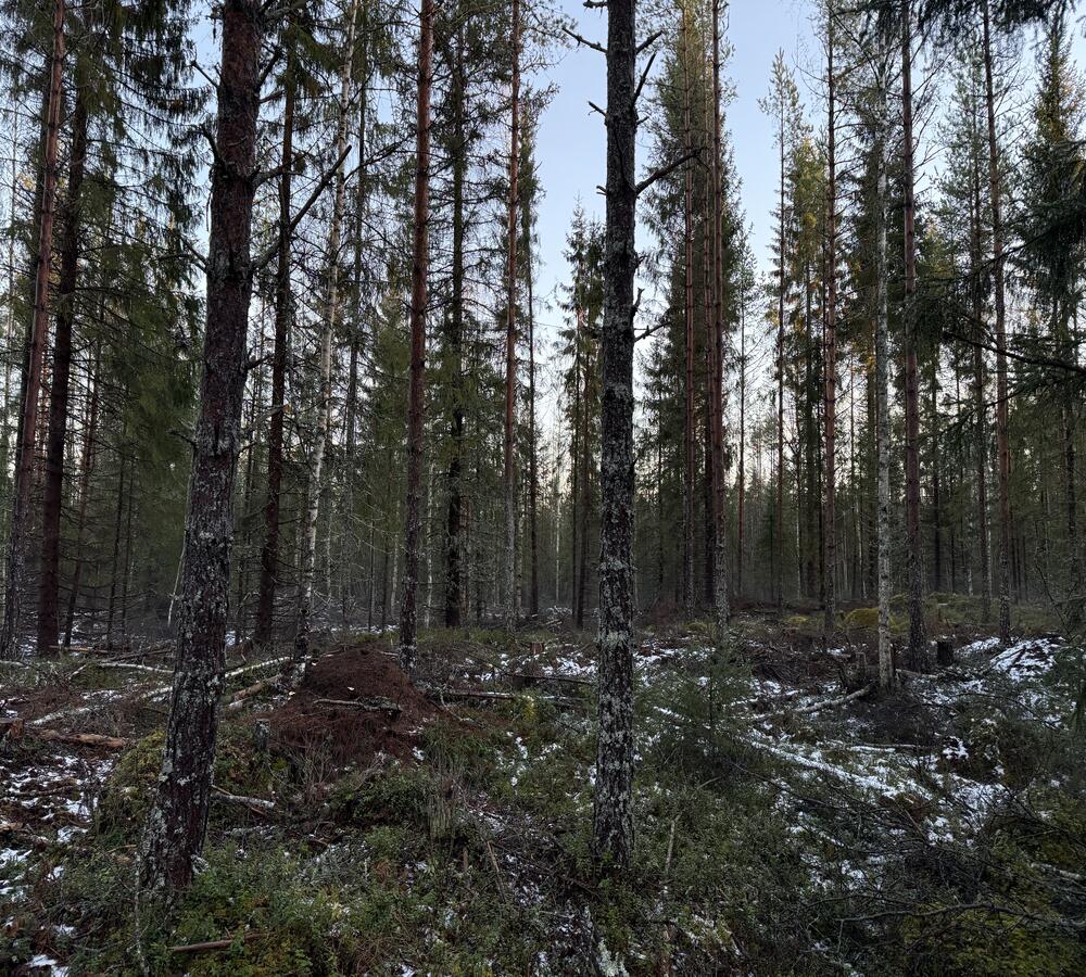 Träisk turvekangas