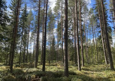 Kaustinen metsätila 4,61 ha