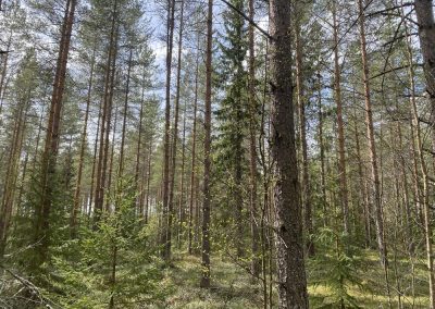 Kaustinen kolme metsämääräalaa, n. 12,6 ha