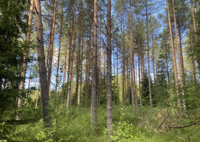 Kokkola metsätila 9,357 ha