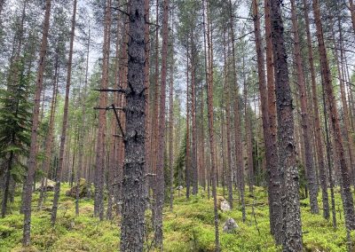 Kannus metsätila 16,9 ha