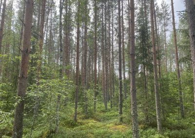 Kokkola metsämääräala n. 6,1 ha