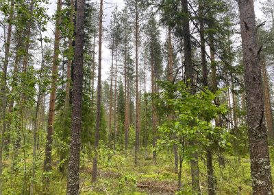 Perho metsätila 9,444 ha