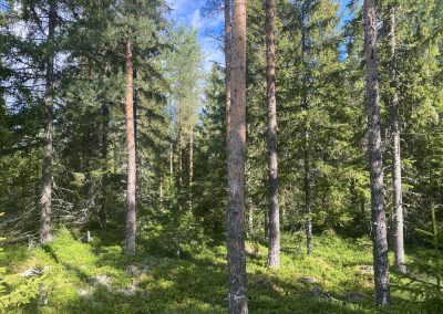 Kokkola metsätila 10,59 ha