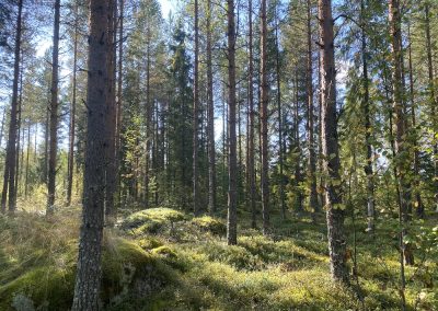 Kokkola metsätila 5,5 ha