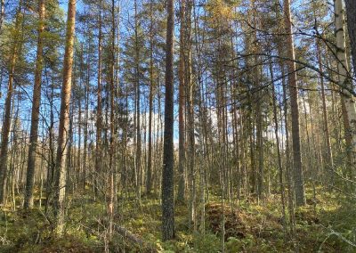 Kokkola metsätila 7,7 ha