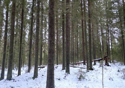 Reisjärvi runsaspuustoinen 22 ha metsämääräala