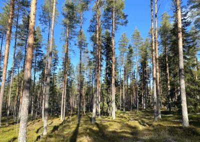 Perho metsätila 17,131 ha