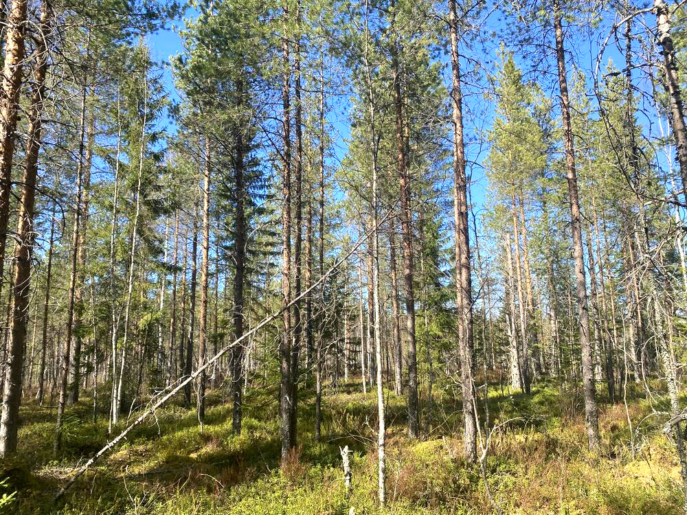 Ilmakuva kuviot ja rajaus