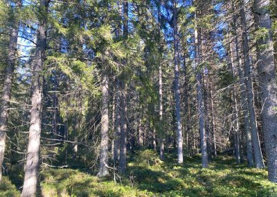 Kalajoki 61 ha metsätila