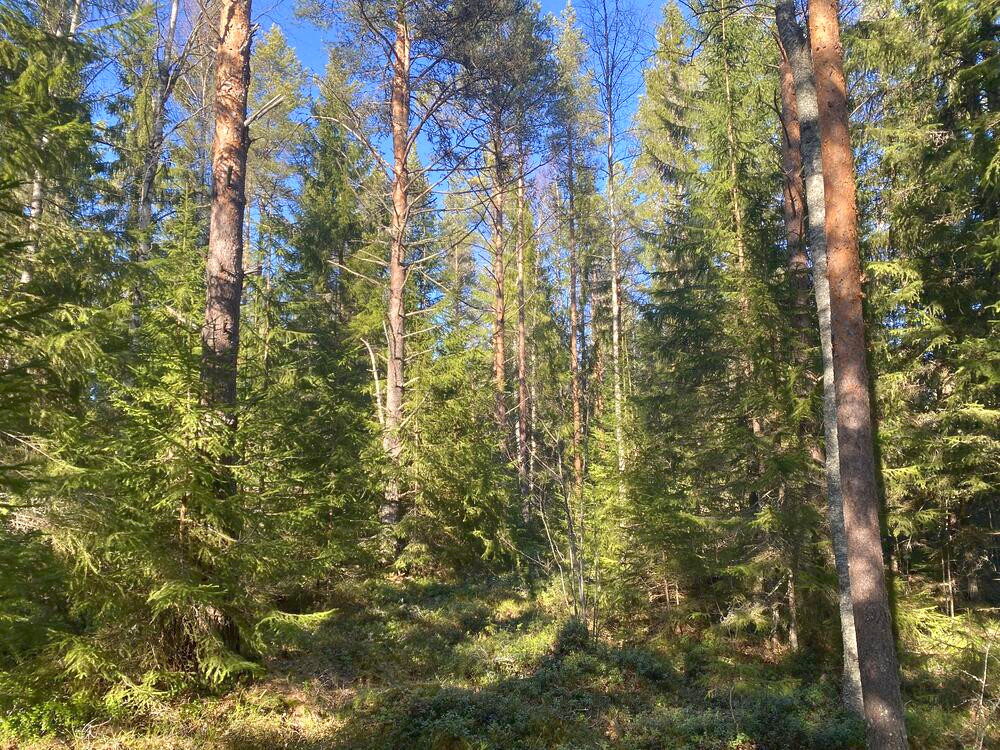 Palsta 6:97/2 kuvio 62