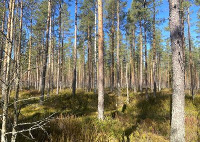 Veteli 28 ha metsätila