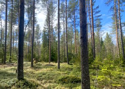 Kauhava, metsätila 7,292 ha
