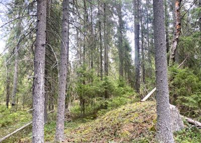 Kruunupyy metsää n. 4,4 ha