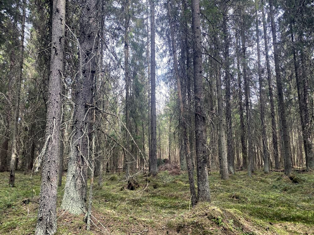 metsää