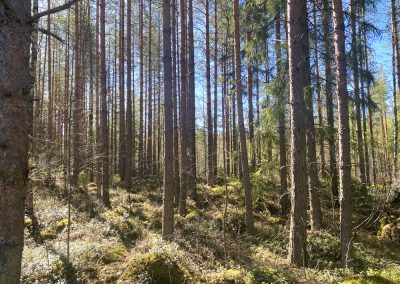 Kaustinen, metsätila 12,56 ha
