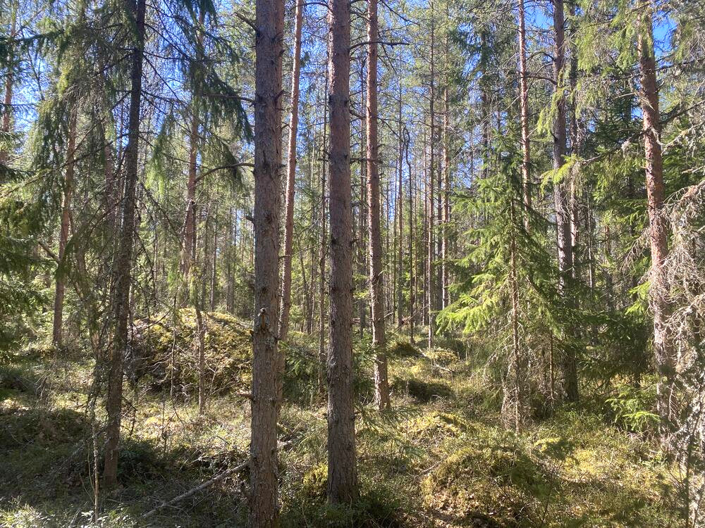 koulutila