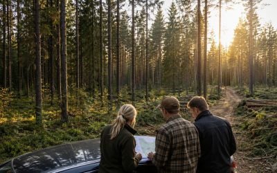 Puukauppa ennen vai jälkeen perinnönjaon?