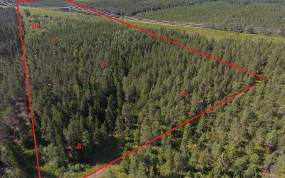 Metsätilan arvo ei ratkea hehtaarihinnalla – näin metsäarvio tehdään