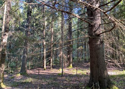 Metsätila ja vapaa-ajan paikka 3,24 ha | Kruunupyy | 50 000 €