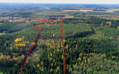 Ennallistamisasetus 2026 – vaikutus metsätilan arvoon