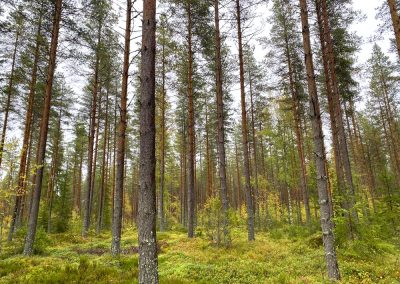 Metsätila 9,1 ha | Veteli | 45 000 €