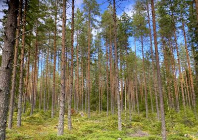 Metsä- ja peltotila 24,58 ha | Kälviä | 130 000 €