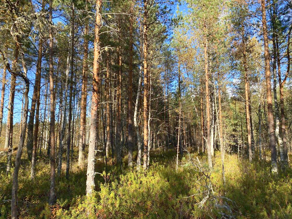 4 ha metsätila