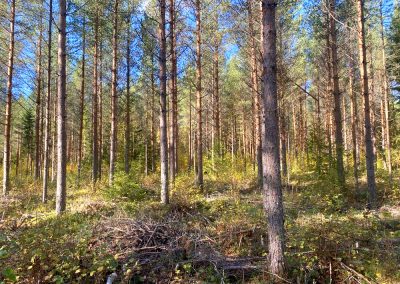 Metsätila 7,94 ha | Kokkola | 31 000 €