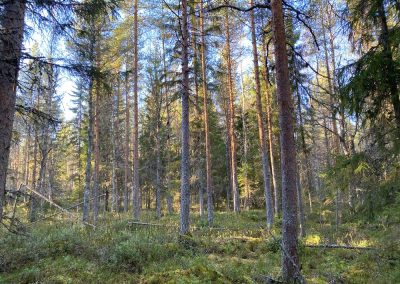 Metsämääräala n. 14,7 ha | Kokkola | 25 000 €